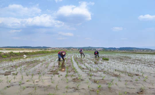 19.农业总公司水稻插秧现场_副本.jpg